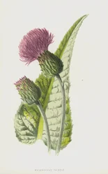 Melancholie-Distel