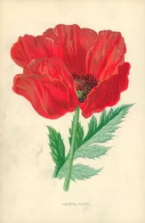 Orientalische Mohnblume