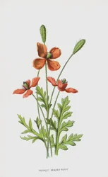 Stachelköpfiger Mohn