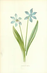 Sibirischer Blaustern