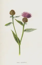 Kleine Flockenblume