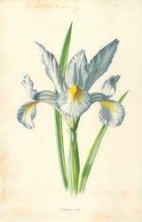 Spanische Iris