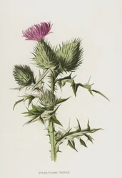 Speer-Federdistel