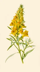 Leinkraut, 1877