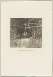Tannenwälder in der Nähe von Leith Hill, Surrey