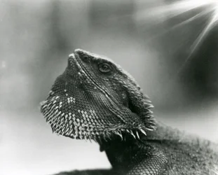 Ein bärtiger Leguan schaut 1930 im Londoner Zoo nach oben (s/w Foto)