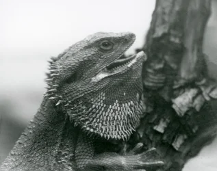 Ein Bartagame mit offenem Maul, der sich an einem Ast festhält, London Zoo