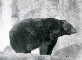 Ein Amerikanischer Schwarzbär steht im Jahr 1924 in seinem Gehege auf den Mappin Terraces im Londoner Zoo