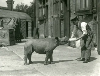 Ein Schwarzes Nashornkalb wird von seinem Pfleger mit der Flasche gefüttert, London Zoo, September 1928