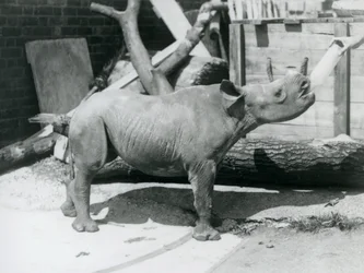 Ein Spitzmaulnashornkalb wird von seinem Pfleger mit der Flasche gefüttert, Londoner Zoo, September 1928