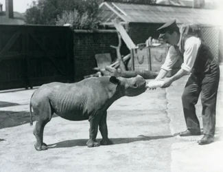 Ein Schwarzes Nashornkalb wird von seinem Pfleger mit der Flasche gefüttert, London Zoo, September 1928