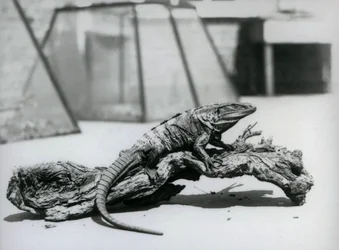 Ein Schwarzer Leguan ruht im August 1928 auf einem Baumstamm im Londoner Zoo