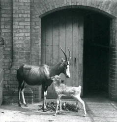 Ein Blesbok-Kalb mit seiner Mutter im Londoner Zoo, Juni 1914
