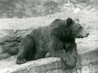 Ein Braunbär ruht auf einem Vorsprung im Londoner Zoo, 1924