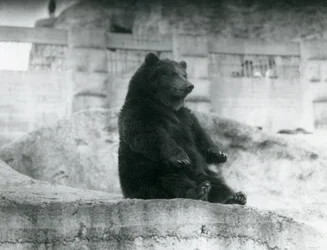 Ein Braunbär sitzt in seinem Gehege am Fuße der Mappin-Terrassen im Londoner Zoo, September 1921