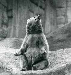 Ein Braunbär sitzt auf einem felsigen Vorsprung im Londoner Zoo im September 1927