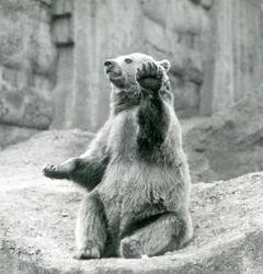 Ein Braunbär sitzt auf einem Felsvorsprung und winkt mit einer seiner Vorderpfoten, Londoner Zoo, September 1927
