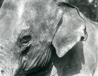 Ein burmesischer Elefant, Londoner Zoo, September 1926