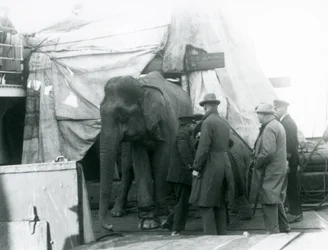Ein burmesischer Elefant, der teilweise unter einer Plane auf dem Deck geschützt ist, mit einem Trainer und vier anderen Männern, auf dem Weg zum Londoner Zoo 1927