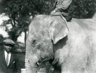 Ein burmesischer Elefant mit seinem Trainer und einem weiteren Mann, Londoner Zoo, September 1926