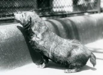 Ein Buschhund im Londoner Zoo, Juni 1925