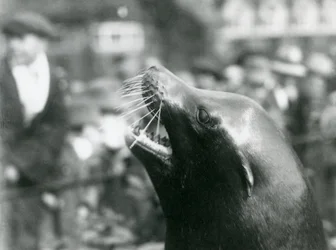 Ein Kalifornischer Seelöwe im Londoner Zoo, Oktober 1924
