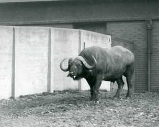 Ein Kap-Büffel-Bulle, der auf nacktem Boden steht, neben der Betonwand seines Geheges im Londoner Zoo 1928