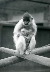 Ein Kappenlangur hält ein Baby, während er auf einem Balken sitzt. Londoner Zoo, 6. Oktober 1913
