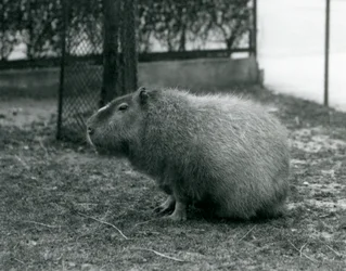 Ein Capybara im Londoner Zoo, Juni 1927