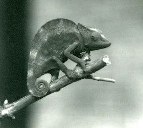 Ein Chamäleon, das sich am Ende eines Astes festhält, Londoner Zoo, 1927