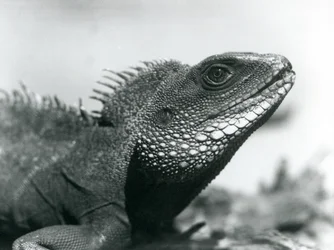 Ein chinesischer/asiatischer/thailändischer/grüner Wasserdrache im Londoner Zoo im August 1928