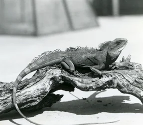 Ein chinesischer/asiatischer/thailändischer/grüner Wasserdrache ruht auf einem Baumstamm im Londoner Zoo im Jahr 1928 (s/w Foto)