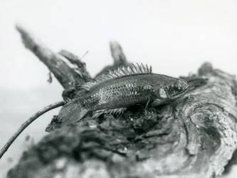 Ein Kletterfisch ruht auf einem toten Ast, außerhalb des Wassers im London Zoo, September 1928