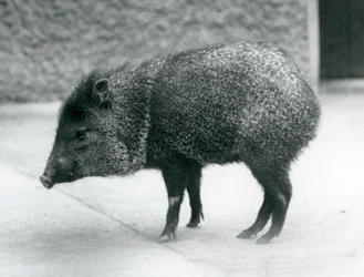 Ein Kragenpekari im Londoner Zoo, 1927