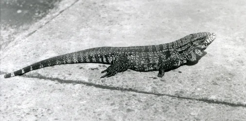 Ein GemeinerGoldGoldenerSchwarzerKolumbianischer Tegu oder Tigerlizard im Londoner Zoo im August 1926