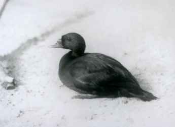 Eine Trauerente im Londoner Zoo im Jahr 1925