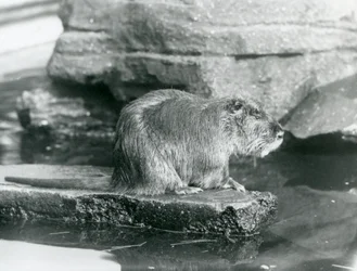 Ein Nutria, das auf einem felsigen Vorsprung in einem Pool in seinem Gehege im Londoner Zoo, Februar 1928 sitzt