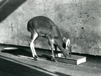 Ein Duiker, der von einem Tablett auf dem Boden frisst, Londoner Zoo, Juli 1925