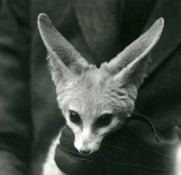 Ein Fennek-Fuchs wird von einem behandschuhten Pfleger am Hals gehalten, 1924
