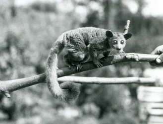 Ein Galago läuft entlang eines Astes, der von einem Pfleger gehalten wird, London Zoo
