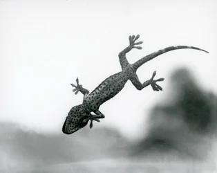 Ein Gecko von unten gesehen, wie er auf Glas klettert und seine spezialisierten Fußpolster zeigt, London Zoo, August 1928 (s/w Foto)