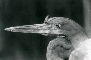 Ein Goliathreiher im Londoner Zoo im Jahr 1924