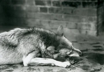 Ein Grauer Timberwolf, liegend zum Essen im Londoner Zoo im Jahr 1927
