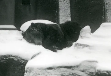 Ein Grizzlybär schläft im Schnee, London Zoo, 1924