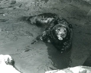 Ein Grizzlybär badet in seinem Pool im Londoner Zoo 1924