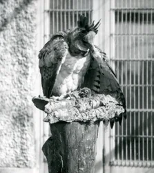Ein Harpyienadler im Londoner Zoo, April 1914