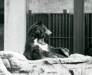 Ein Himalaya-Schwarzbär, der zurückgelehnt auf Felsen sitzt und seine Zehen hält, Londoner Zoo