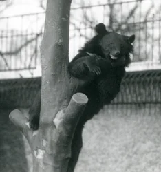 Ein Himalaya-Braunbär (Isabellbär) Dzu-Teh auf einem Baum, London Zoo, 1925