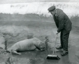 Ein Wärter fegt das Walrossbecken, Londoner Zoo, August 1924