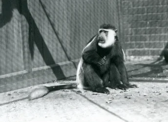 Ein Kikuyu-Schwarz-Weiß-Stummelaffe sitzt in seinem Gehege im Londoner Zoo im Juli 1925